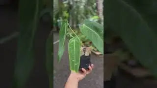 Plant for sale 9550723853 shipping all over India #rareplants #youtubeshorts #viralvideo #shorts