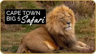 Cape Town Big 5 Safari at Aquila Private Game Reserve