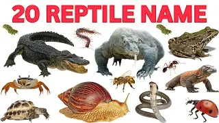 Learn 20 Reptiles, Crawling Animals & Insects Names in English | Kids Learning Video