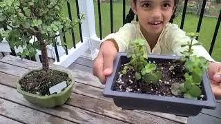 🌵 Baby Jade Bonsai (Portulacaria afra) Showcase | Parent-Kid Garden Time 🌵
