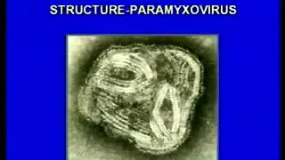 3.17. Parainfluenza, Respiratory Syncytial and Adeno viruses-I - Medical Microbiology
