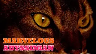Abyssinian cat - Basic information about the Abyssinian cat / Cat Breeds