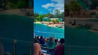 Cute girl play with dolphin🐬😍😱 #beautiful #seaworld #dolphin #show #shorts ✨subscribe and like✨❤️