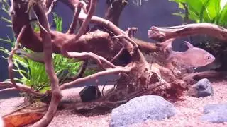 Aquavogue 245 - 27-01-2017 - Boiling up some wood