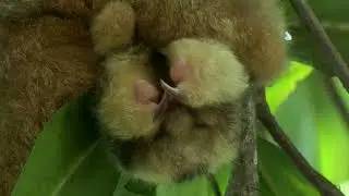 The Silky Anteater