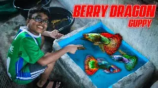 🐠RED BERRY DRAGON GUPPY BUY guyss..💥 | MALAYALAM | ADHI VS ADHI | GUPPY FISH |