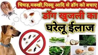 Dog tick removal treatment || dog tick mite flea home remedies || ticks on dog