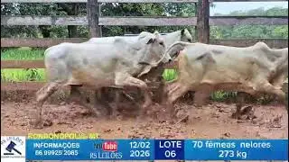 LOTE 06 - 70 F&Ecirc;MEAS NELORES - 273 KG