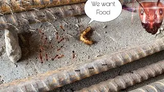 Ants Carrying Food To Their Home Ants Taking Their Foof To home Smilemama