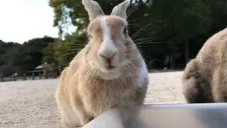 A total camera hog! This bunny is convinced he's the next big Hollywood star.
