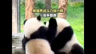 Panda World Combat Power Ranking 熊猫界战斗力排行榜，十强争霸赛，谁才是你心中的战神