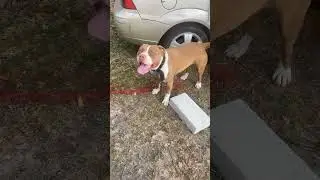 #comment #bullybully #pitbull #bulldogs #dog #pitbullnation #nature #americanbully #new