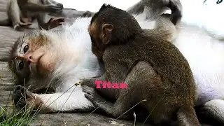 Big Baby Monkey Titan Nursing Full Milk, Titan Don't Want To Play With Lucas & Bailee