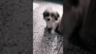 the puppy #dog