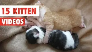15 Funny Kitten Videos Compilation 2016