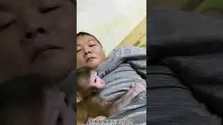 Curious Animal Behavior on TikTok?! #ViralAnimals #AdorablePets #MonkeyBusiness...