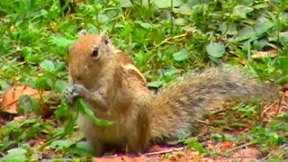 Awesome Squirrel Attitude 🐿️#video #viralvideo #funny #comedy #anime @Allinonedgl