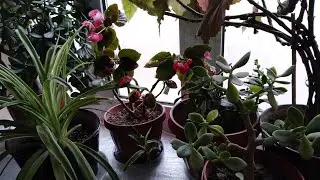 31.01.2026 йил 🪴🪴🪴🌿🌿🌿⚘️⚘️⚘️