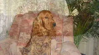 TIM COCKER SPANIEL