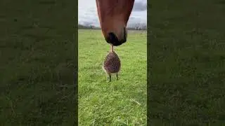 The Comedy Of Errors Involving A Horse Tongue And A Spiky Hedgehog Ball