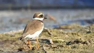 Common Ringed Plover or Ringed Plover (Charadrius hiaticula)