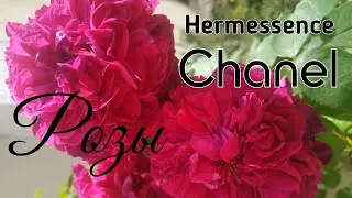 Влог💌 Новая распаковка Chanel, пару слов о Narciso Ambree, Coromandel, Hermessence, Розы