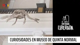 Curiosidades del Museo de Historia Natural | Entrada Liberada