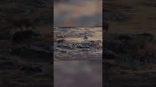 Два медоеда отбиваются от стаи эфиопских волков!