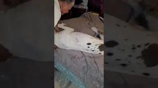 Great Dane Love Lil Brat's Bedtime Routine