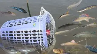 Creative Girl Make Fish Trap Using Plastic Bottle - Fan Guard -  Basket To Catch A Lot of Fish
