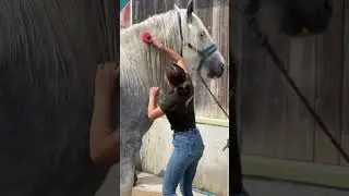 Washing the horses at Cannon Hall Farm