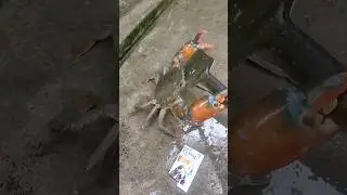 sea crab#big crab#sea fish#crab shorts#viral shorts