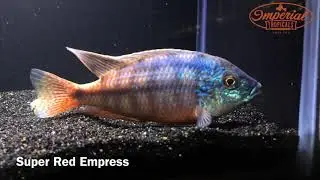 Dominant Male Super Red Empress (WYSIWYG)