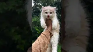 Kitten meowing 😍 | Persian cat sound | Persian cat | Cat voice | Cat sound | Cats video | baby cat