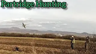 Partridge Hunting German pointer dogs 