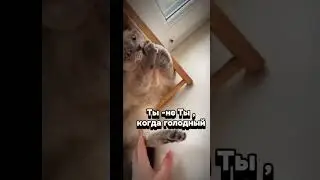 #catboss #cat #скоттишстрайт #кот #прикол #catlifes  #catvideos #cats #cattrend #videos for cats