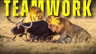 How Lions Use Tactical Ambush & Teamwork To Hunt