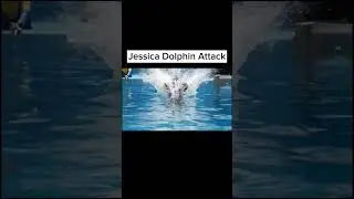 Jessica Orca Attack 😞😔😞 #tranding #viralvideo #jessicaattack #orca #dolfinattak