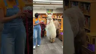 Christina 💙 🦙 #llamas #llama #123andres #animals #kidsvideo #kindergarten #babyanimals #preschool