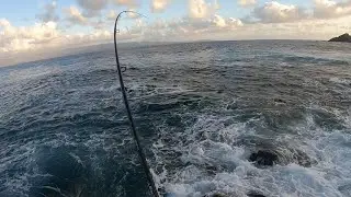 Barracuda Spinning in Corsica