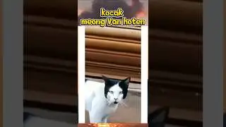 kocak meong fans st12 sejati...#shortsvideo #shortsviral #hiburan