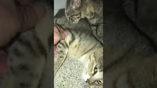 The mother will not let her babies giving more milk. #shorts #cats