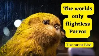 THE WORLD&rsquo;S ONLY FLIGHTLESS PARROT | KAKAPO🦜#parrot #kakapo