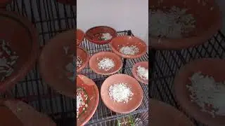 Love Birds Eating Boiled Rice ❤❤