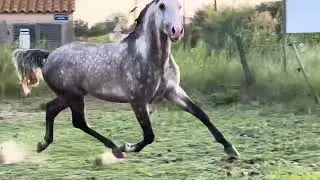 L’élevage de chevaux lusitaniens Dany Lahaye présente Radamès Menezes