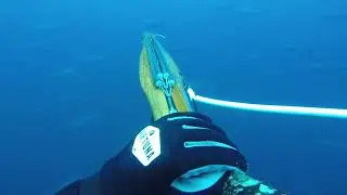 Bluefin Tuna Spearfishing &ndash; Winning the Mental Game