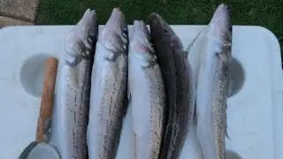 Fishing & Camping On The Beach, Yorke Peninsula