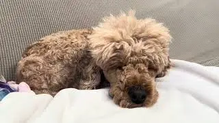 今日も穏やか。モフちゃん🐩