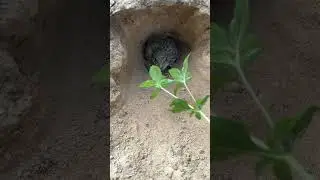 Frog🐸 #shortsfeed #animalsounds #frogsounds #frog #funnyfrogvideo #ihavethisthingwithplants #comedy