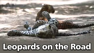 Leopards on the road | Leopard Cubs